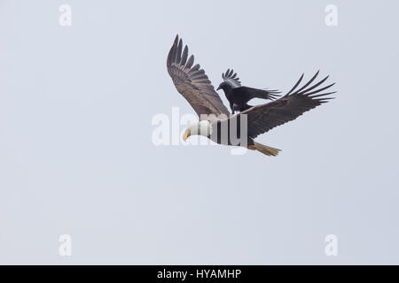 Une CROW a été photographié dans un rare moment de prendre l'ascenseur à l'arrière d'un PYGARGUE À TÊTE BLANCHE 25-pieds dans l'air. Ces images montrent l'instant cet intrépide crow a atterri sur le dos d'un pygargue à tête blanche tandis que la plus grande d'oiseaux prédateurs essayait de trouver lui-même un début de matinée. Cette rencontre n'a duré que quelques secondes avant que les oiseaux se séparèrent en amis et a volé de leurs propres manières. Cette chance-réunion a été capturé par le photographe amateur Phoo Chan (50) dans la région de Seabeck, Washington, USA. Banque D'Images