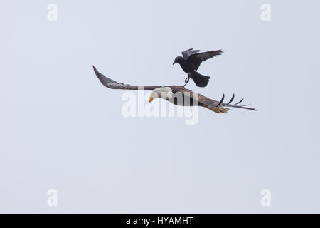 Une CROW a été photographié dans un rare moment de prendre l'ascenseur à l'arrière d'un PYGARGUE À TÊTE BLANCHE 25-pieds dans l'air. Ces images montrent l'instant cet intrépide crow a atterri sur le dos d'un pygargue à tête blanche tandis que la plus grande d'oiseaux prédateurs essayait de trouver lui-même un début de matinée. Cette rencontre n'a duré que quelques secondes avant que les oiseaux se séparèrent en amis et a volé de leurs propres manières. Cette chance-réunion a été capturé par le photographe amateur Phoo Chan (50) dans la région de Seabeck, Washington, USA. Banque D'Images