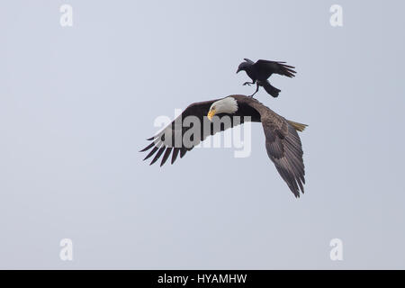 Une CROW a été photographié dans un rare moment de prendre l'ascenseur à l'arrière d'un PYGARGUE À TÊTE BLANCHE 25-pieds dans l'air. Ces images montrent l'instant cet intrépide crow a atterri sur le dos d'un pygargue à tête blanche tandis que la plus grande d'oiseaux prédateurs essayait de trouver lui-même un début de matinée. Cette rencontre n'a duré que quelques secondes avant que les oiseaux se séparèrent en amis et a volé de leurs propres manières. Cette chance-réunion a été capturé par le photographe amateur Phoo Chan (50) dans la région de Seabeck, Washington, USA. Banque D'Images