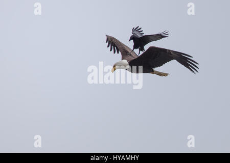 Une CROW a été photographié dans un rare moment de prendre l'ascenseur à l'arrière d'un PYGARGUE À TÊTE BLANCHE 25-pieds dans l'air. Ces images montrent l'instant cet intrépide crow a atterri sur le dos d'un pygargue à tête blanche tandis que la plus grande d'oiseaux prédateurs essayait de trouver lui-même un début de matinée. Cette rencontre n'a duré que quelques secondes avant que les oiseaux se séparèrent en amis et a volé de leurs propres manières. Cette chance-réunion a été capturé par le photographe amateur Phoo Chan (50) dans la région de Seabeck, Washington, USA. Banque D'Images