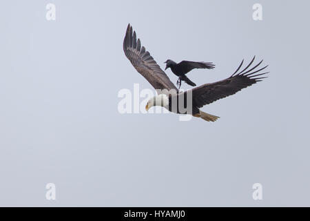 Une CROW a été photographié dans un rare moment de prendre l'ascenseur à l'arrière d'un PYGARGUE À TÊTE BLANCHE 25-pieds dans l'air. Ces images montrent l'instant cet intrépide crow a atterri sur le dos d'un pygargue à tête blanche tandis que la plus grande d'oiseaux prédateurs essayait de trouver lui-même un début de matinée. Cette rencontre n'a duré que quelques secondes avant que les oiseaux se séparèrent en amis et a volé de leurs propres manières. Cette chance-réunion a été capturé par le photographe amateur Phoo Chan (50) dans la région de Seabeck, Washington, USA. Banque D'Images