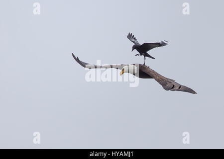 Une CROW a été photographié dans un rare moment de prendre l'ascenseur à l'arrière d'un PYGARGUE À TÊTE BLANCHE 25-pieds dans l'air. Ces images montrent l'instant cet intrépide crow a atterri sur le dos d'un pygargue à tête blanche tandis que la plus grande d'oiseaux prédateurs essayait de trouver lui-même un début de matinée. Cette rencontre n'a duré que quelques secondes avant que les oiseaux se séparèrent en amis et a volé de leurs propres manières. Cette chance-réunion a été capturé par le photographe amateur Phoo Chan (50) dans la région de Seabeck, Washington, USA. Banque D'Images