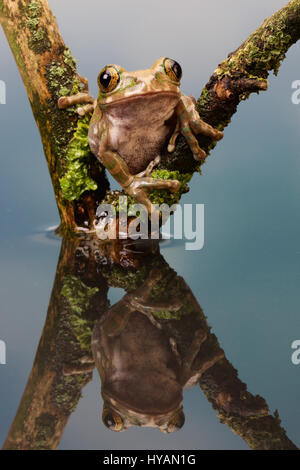 LIVERPOOL, UK : Photographe Mark Bridger. Rencontrez Kermit le journal et ses amis comme le groupe d'adorables rainettes prendre une pause sur un morceau de bois flottant. Alors que deux grenouilles tentent de s'installer sur leur petit log-pile voile ils escalader accidentellement chaque d'autres - même avoir directement sur leurs globes oculaires - avant d'être rejoint par un troisième chum visqueux et chaque enfin trouvé le bon endroit pour se percher. Les photos ont été prises par comique photographe amateur britannique Mark Bridger (46) de West Malling dans le Kent pendant qu'il visitait Knowsley Safari Park à Liverpool. Banque D'Images