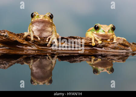 LIVERPOOL, UK : Photographe Mark Bridger. Rencontrez Kermit le journal et ses amis comme le groupe d'adorables rainettes prendre une pause sur un morceau de bois flottant. Alors que deux grenouilles tentent de s'installer sur leur petit log-pile voile ils escalader accidentellement chaque d'autres - même avoir directement sur leurs globes oculaires - avant d'être rejoint par un troisième chum visqueux et chaque enfin trouvé le bon endroit pour se percher. Les photos ont été prises par comique photographe amateur britannique Mark Bridger (46) de West Malling dans le Kent pendant qu'il visitait Knowsley Safari Park à Liverpool. Banque D'Images