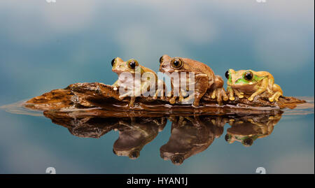 LIVERPOOL, UK : Photographe Mark Bridger. Rencontrez Kermit le journal et ses amis comme le groupe d'adorables rainettes prendre une pause sur un morceau de bois flottant. Alors que deux grenouilles tentent de s'installer sur leur petit log-pile voile ils escalader accidentellement chaque d'autres - même avoir directement sur leurs globes oculaires - avant d'être rejoint par un troisième chum visqueux et chaque enfin trouvé le bon endroit pour se percher. Les photos ont été prises par comique photographe amateur britannique Mark Bridger (46) de West Malling dans le Kent pendant qu'il visitait Knowsley Safari Park à Liverpool. Banque D'Images