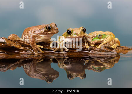 LIVERPOOL, UK : Photographe Mark Bridger. Rencontrez Kermit le journal et ses amis comme le groupe d'adorables rainettes prendre une pause sur un morceau de bois flottant. Alors que deux grenouilles tentent de s'installer sur leur petit log-pile voile ils escalader accidentellement chaque d'autres - même avoir directement sur leurs globes oculaires - avant d'être rejoint par un troisième chum visqueux et chaque enfin trouvé le bon endroit pour se percher. Les photos ont été prises par comique photographe amateur britannique Mark Bridger (46) de West Malling dans le Kent pendant qu'il visitait Knowsley Safari Park à Liverpool. Banque D'Images