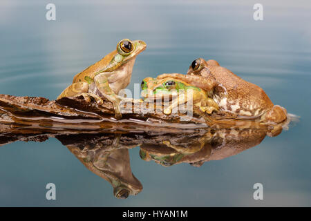 LIVERPOOL, UK : Photographe Mark Bridger. Rencontrez Kermit le journal et ses amis comme le groupe d'adorables rainettes prendre une pause sur un morceau de bois flottant. Alors que deux grenouilles tentent de s'installer sur leur petit log-pile voile ils escalader accidentellement chaque d'autres - même avoir directement sur leurs globes oculaires - avant d'être rejoint par un troisième chum visqueux et chaque enfin trouvé le bon endroit pour se percher. Les photos ont été prises par comique photographe amateur britannique Mark Bridger (46) de West Malling dans le Kent pendant qu'il visitait Knowsley Safari Park à Liverpool. Banque D'Images