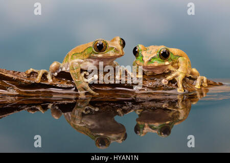 LIVERPOOL, UK : Photographe Mark Bridger. Rencontrez Kermit le journal et ses amis comme le groupe d'adorables rainettes prendre une pause sur un morceau de bois flottant. Alors que deux grenouilles tentent de s'installer sur leur petit log-pile voile ils escalader accidentellement chaque d'autres - même avoir directement sur leurs globes oculaires - avant d'être rejoint par un troisième chum visqueux et chaque enfin trouvé le bon endroit pour se percher. Les photos ont été prises par comique photographe amateur britannique Mark Bridger (46) de West Malling dans le Kent pendant qu'il visitait Knowsley Safari Park à Liverpool. Banque D'Images