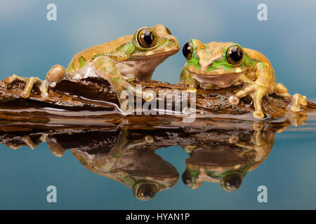 LIVERPOOL, UK : Photographe Mark Bridger. Rencontrez Kermit le journal et ses amis comme le groupe d'adorables rainettes prendre une pause sur un morceau de bois flottant. Alors que deux grenouilles tentent de s'installer sur leur petit log-pile voile ils escalader accidentellement chaque d'autres - même avoir directement sur leurs globes oculaires - avant d'être rejoint par un troisième chum visqueux et chaque enfin trouvé le bon endroit pour se percher. Les photos ont été prises par comique photographe amateur britannique Mark Bridger (46) de West Malling dans le Kent pendant qu'il visitait Knowsley Safari Park à Liverpool. Banque D'Images