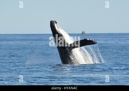 La BASSE CALIFORNIE : un agent de conservation de la RSPB a capturé des images époustouflantes de ce qui pourrait être le plus l'attention sur les baleines de la planète. Prises au cours de leur migration annuelle, les images montrent comment l'un des 36-tonnes bêtes violé les vagues de la mer à seulement 10 mètres d'un bateau plein de touristes étourdis, avant d'introduire son bébé de veau aux heureux groupe. La petite baleine grise, ce qui pourrait pousser un jour aussi longtemps qu'un bus de Londres à 45-pieds de long, peut clairement être vu faire dans les yeux comme l'un des coups de mer bénéficie de sa tête. Tim Melling (54) à partir de Shepley, Yorkshire de l'est sur holida Banque D'Images