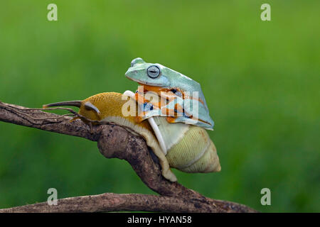 CILEDUG, INDONÉSIE : cela peut-Kermit repéré l'attelage d'un ascenseur, d'une succursale sur le dos d'un escargot est le plus paresseux du monde grenouille ? Va nulle part dans une hâte, ce sympathique Javan grenouille d'arbre peut être vu à bord du saut en passant lentement comme un escargot qui l'autoroute solitaire camionneur est seulement trop heureux d'avoir l'entreprise. Ces cute critters mâcher de la graisse jusqu'à ce qu'atteint sa destination et froggy amerrit dans le haut de la direction générale. Creative Designer et photographe amateur Kurit Afsheen (34) a été en mesure de s'emparer de cette séquence spéciale alors que dans son jardin à l'arrière à Ciledug, Indonésie. Banque D'Images