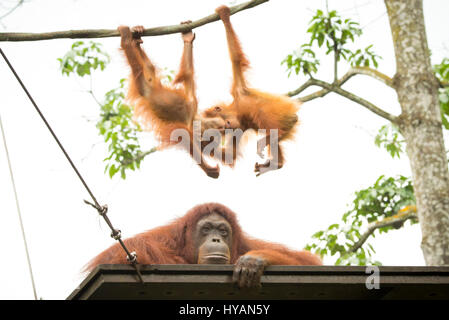 Singapour : UNE PAIRE DE BÉBÉ orang-outan pendent au-dessus de la tête de leur maman épuisée. D'autres photos montrent d'autres membres de la joyeuse bande de singes jouant dans les arbres comme une paire d'orangs-outans s'ébattre ensemble, on fait semblant de faire un ballet tandis qu'une autre ne l'air mi-wee. À la fin de la journée épuisé maman ne peut qu'essayer de prendre un peu de repos que les jeunes continuent à osciller autour de au-dessus de sa tête. L'étreindre les photos ont été prises par le photographe de Singapour C.S. Ling (30) à l'île de jardin zoologique. Banque D'Images