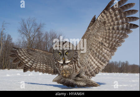 Régalez vos yeux sur le moment une souris malheureuse est spectaculairement par un swooping chouette lapone. Les images montrent comment un oiseau majestueux avec les cinq pieds de large envergure vole à basse altitude au-dessus du sol avant de repérer sa proie avec ses yeux sans ciller, avant d'aller à pour le tuer. Une autre séquence de photos montre comment l'impressionnant wings dans toutes les directions comme il terres. Photographe Marc Latremouille (47) a pris les photos alors qu'il était à la tête d'un atelier de photographie en Ontario, Canada. Banque D'Images