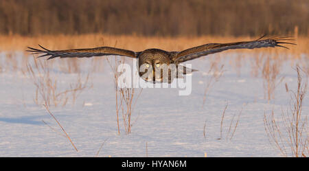 Régalez vos yeux sur le moment une souris malheureuse est spectaculairement par un swooping chouette lapone. Les images montrent comment un oiseau majestueux avec les cinq pieds de large envergure vole à basse altitude au-dessus du sol avant de repérer sa proie avec ses yeux sans ciller, avant d'aller à pour le tuer. Une autre séquence de photos montre comment l'impressionnant wings dans toutes les directions comme il terres. Photographe Marc Latremouille (47) a pris les photos alors qu'il était à la tête d'un atelier de photographie en Ontario, Canada. Banque D'Images