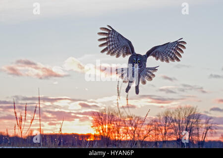 Régalez vos yeux sur le moment une souris malheureuse est spectaculairement par un swooping chouette lapone. Les images montrent comment un oiseau majestueux avec les cinq pieds de large envergure vole à basse altitude au-dessus du sol avant de repérer sa proie avec ses yeux sans ciller, avant d'aller à pour le tuer. Une autre séquence de photos montre comment l'impressionnant wings dans toutes les directions comme il terres. Photographe Marc Latremouille (47) a pris les photos alors qu'il était à la tête d'un atelier de photographie en Ontario, Canada. Banque D'Images