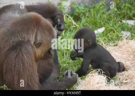 ZOO DE JACKSONVILLE, FLORIDE : Bulera et deux mois, George jouer ensemble. Un contremaître plomberie britannique a pris les photos les plus intimes de gorilles puissant de câliner leur nouveau bébé mignon. De câlins et de bonheur pour les soins infirmiers et d'écoute attentive portant leurs petits singes de A à B ces photos montrent cette famille de sept gorilles de plaine de l'Ouest, dont les espèces sont en danger critique d'extinction dans la nature. La famille comprend deux nouveaux-nés (l'un n'est qu'à 30 jours), deux mamans et même une grand-mère. Photographe écossais Graham McGeorge a expliqué comment il a pris les photos de trois générations de goril Banque D'Images