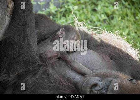 ZOO DE JACKSONVILLE, FLORIDE : Maman Madini et peu de sommeil du nouveau-né Patty ensemble en paix. Un contremaître plomberie britannique a pris les photos les plus intimes de gorilles puissant de câliner leur nouveau bébé mignon. De câlins et de bonheur pour les soins infirmiers et d'écoute attentive portant leurs petits singes de A à B ces photos montrent cette famille de sept gorilles de plaine de l'Ouest, dont les espèces sont en danger critique d'extinction dans la nature. La famille comprend deux nouveaux-nés (l'un n'est qu'à 30 jours), deux mamans et même une grand-mère. Photographe écossais Graham McGeorge a expliqué comment il a pris les photos de trois ge Banque D'Images