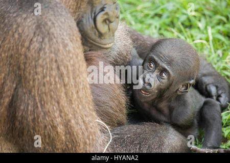 ZOO DE JACKSONVILLE, FLORIDE : Bulera et deux mois, George jouer ensemble. Un contremaître plomberie britannique a pris les photos les plus intimes de gorilles puissant de câliner leur nouveau bébé mignon. De câlins et de bonheur pour les soins infirmiers et d'écoute attentive portant leurs petits singes de A à B ces photos montrent cette famille de sept gorilles de plaine de l'Ouest, dont les espèces sont en danger critique d'extinction dans la nature. La famille comprend deux nouveaux-nés (l'un n'est qu'à 30 jours), deux mamans et même une grand-mère. Photographe écossais Graham McGeorge a expliqué comment il a pris les photos de trois générations de goril Banque D'Images