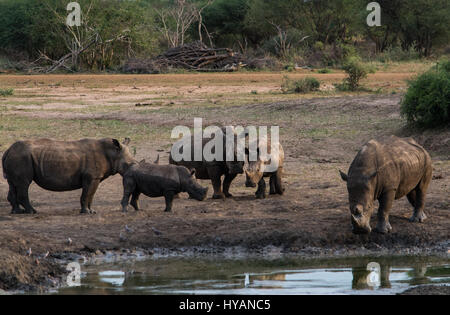 Pilanesberg, AFRIQUE DU SUD : UN RHINO a été cassé un zèbre de pêche d'un poulain de boue avec sa corne. Le bizarre photos montrent comment les deux géants-ton bête repéra le zèbre bébé étant coincé dans la boue et a tenté de lever la malheureuse créature avec sa corne. Guide de l'Afrique du Sud, Roel van Nieuwpoort est montrant les visiteurs autour de la Madikwe Game Reserve quand il a vu la scène incroyable, qui malheureusement s'est terminée par la mort du poulain. Banque D'Images