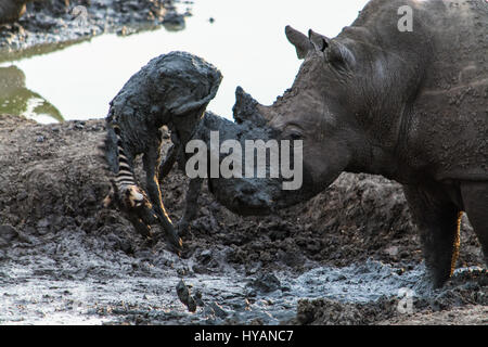 Pilanesberg, AFRIQUE DU SUD : UN RHINO a été cassé un zèbre de pêche d'un poulain de boue avec sa corne. Le bizarre photos montrent comment les deux géants-ton bête repéra le zèbre bébé étant coincé dans la boue et a tenté de lever la malheureuse créature avec sa corne. Guide de l'Afrique du Sud, Roel van Nieuwpoort est montrant les visiteurs autour de la Madikwe Game Reserve quand il a vu la scène incroyable, qui malheureusement s'est terminée par la mort du poulain. Banque D'Images