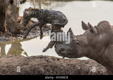 Pilanesberg, AFRIQUE DU SUD : UN RHINO a été cassé un zèbre de pêche d'un poulain de boue avec sa corne. Le bizarre photos montrent comment les deux géants-ton bête repéra le zèbre bébé étant coincé dans la boue et a tenté de lever la malheureuse créature avec sa corne. Guide de l'Afrique du Sud, Roel van Nieuwpoort est montrant les visiteurs autour de la Madikwe Game Reserve quand il a vu la scène incroyable, qui malheureusement s'est terminée par la mort du poulain. Banque D'Images