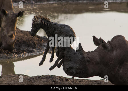 Pilanesberg, AFRIQUE DU SUD : UN RHINO a été cassé un zèbre de pêche d'un poulain de boue avec sa corne. Le bizarre photos montrent comment les deux géants-ton bête repéra le zèbre bébé étant coincé dans la boue et a tenté de lever la malheureuse créature avec sa corne. Guide de l'Afrique du Sud, Roel van Nieuwpoort est montrant les visiteurs autour de la Madikwe Game Reserve quand il a vu la scène incroyable, qui malheureusement s'est terminée par la mort du poulain. Banque D'Images