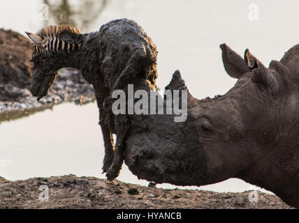 Pilanesberg, AFRIQUE DU SUD : UN RHINO a été cassé un zèbre de pêche d'un poulain de boue avec sa corne. Le bizarre photos montrent comment les deux géants-ton bête repéra le zèbre bébé étant coincé dans la boue et a tenté de lever la malheureuse créature avec sa corne. Guide de l'Afrique du Sud, Roel van Nieuwpoort est montrant les visiteurs autour de la Madikwe Game Reserve quand il a vu la scène incroyable, qui malheureusement s'est terminée par la mort du poulain. Banque D'Images