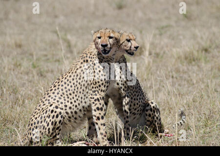 Une paire de guépards sont si joint à la hanche, ils ressemblent à de la féline s'est joint à des jumeaux. Confondre photographe britannique Jonathon Williams (29) de Llanfairfechan au Pays de Galles avait pour double-prendre comme il a tiré ce qui ressemblait à une paire de co de guépards du Kenya dans le Masai Mara à partir de seulement dix-pieds. Comme plus tard les images montrent, Jonathon a découvert les deux ont été en fait une paire de frères qui étaient si jaloux de l'autre dans la nature sauvage de l'Afrique qu'ils ont été littéralement couvrant l'un l'autre le dos. Banque D'Images