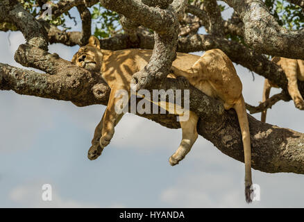 Parc national de Serengeti, TANZANIE : alors qu'au sein de l'UK swelter dans le temps chaud, une pensée pour cette troupe de lions endormis dont la seule chance pour l'ombre est le haut braches d'un arbre voisin. Ayant trouvé l'un des seuls endroits ombragés disponibles dans le vaste désert, ces photos montrent le laidback fierté chillaxing et laisser tous les pendre jusqu'à 20 pieds de haut. Avec des températures de frapper plus de 32 Celsius par 8h00, cette situation privilégiée a permis au lions de reste en place tout en gardant un œil sur leur territoire. De ce point de vue, ils ont été facilement en mesure de repérer toute approche d'une proie Banque D'Images