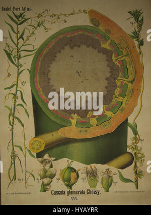 Le 'Dodel port Atlas' est une illustration botanique de Cuscuta glomerata (Choisy), une espèce végétale parasite. Le travail se concentre sur les caractéristiques distinctives de la plante, soulignant sa structure enchevêtrée, filiforme et sa nature parasite. Banque D'Images