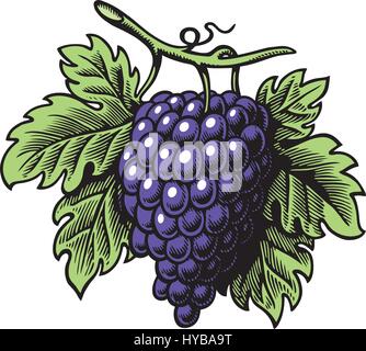 Bande d'image vectorielle de raisin pourpre Illustration de Vecteur