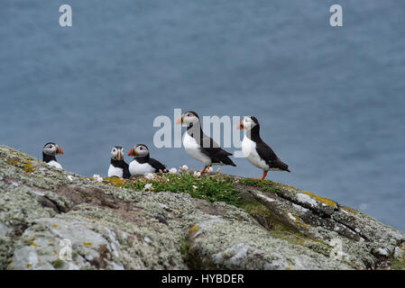 Petit groupe de macareux sur les rochers. La photo a été prise à l'île de mai en Ecosse. Banque D'Images