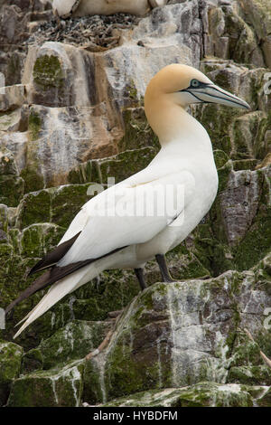 Close-up d'un fou dans l'île de Bass Rock. Des milliers de Fous de Bassan nichent ici. Banque D'Images