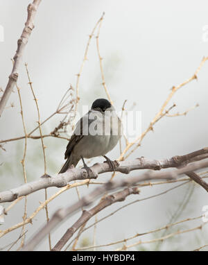 Blackcap mâle Sylvia articapilla perché Banque D'Images