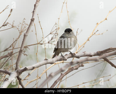 Blackcap mâle Sylvia articapilla perché Banque D'Images