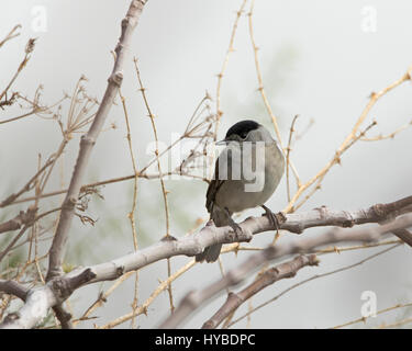 Blackcap mâle Sylvia articapilla perché Banque D'Images