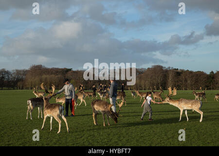 Nourrir les chevreuils au Phoenix Park, Dublin, Irlande. Banque D'Images