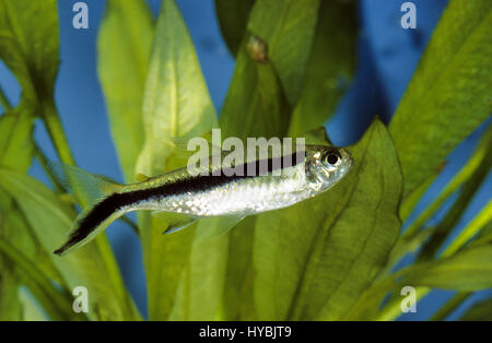Thayeria boehlkei, Schrägschwimmer penguinfish, blackline, blackline Thayeria, hockey-stick tetra, Penguin, pingouin poisson tetra, le poisson-pingouin, t Banque D'Images
