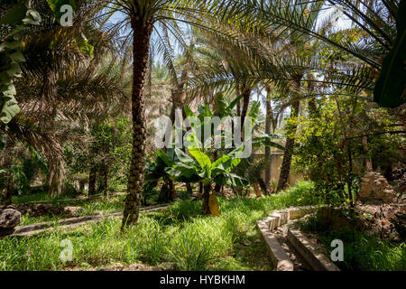 Palm Grove et typique dans le jardin d'Oman Wadi Bani Khalid, Sultanat d'Oman. Ce genre de jardin sont très communs dans la région Banque D'Images