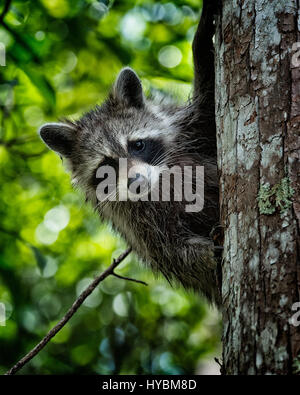 Ce petit homme fuyait d'abord sur un arbre dans la forêt, mais il m'observait très curieusement depuis son lieu de sauvegarde.|Florida Raccoon (Procyon lotor elucus) Banque D'Images