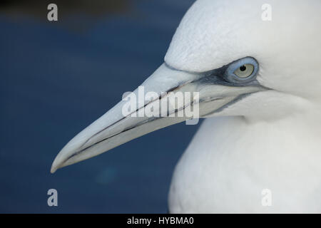 Gros plan d'un Gannet du Nord, qui est un oiseau de mer vivant des deux côtés de l'Atlantique Nord. Les adultes peuvent atteindre 110 cm de long. Une canette pesant jusqu'à 3,6 kg. Ils peuvent avoir une envergure de 180 cm.|Gannet du Nord (Morus bassanus) Banque D'Images