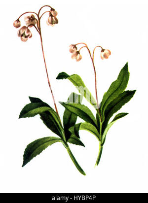 Chimaphila umbellata, ou wintergreen umbellé, une peinture à l'aquarelle de Mary Vaux Walcott, une artiste et naturaliste américaine. Banque D'Images