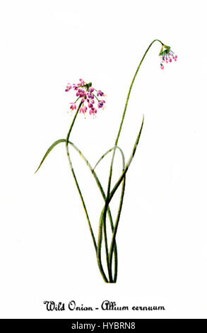 « Allium cernuum » de Mary Vaux Walcott est une illustration botanique de la plante à fleurs communément connue sous le nom d’oignon hochant la tête. Le travail très détaillé de Walcott met l’accent sur les fleurs délicates et les traits distinctifs de la plante. Ses illustrations botaniques sont célébrées pour leur précision scientifique et leur beauté esthétique, contribuant au domaine de l'illustration d'histoire naturelle. Banque D'Images