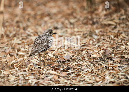 Bel oiseau, large-indiennes, l'oedicnème, Bruant à gorge blanche , oedicnème criard (Burhinus indicus) oiseau de l'Inde Banque D'Images