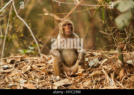 Macaque rhésus en close-up au cours de comportement naturel Banque D'Images