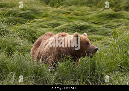 Ours brun (Ursus arctos) dans l'herbe haute qui se nourrissent de carex, McNeil River State Game Sanctuary, AK, États-Unis Banque D'Images