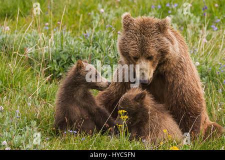 Ours grizzli (Ursus arctos) sow et deux oursons d'interagir sur la toundra alpine, denali np, ak, États-Unis Banque D'Images