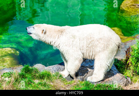 Vienne, Autriche. Ours polaire (Ursus maritimus) au tiergarten schönbrunn zoo, jardin à Wien. Banque D'Images