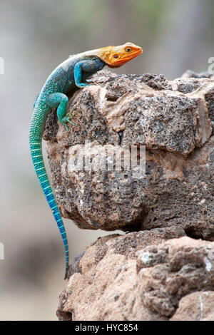Tête rouge mâle agama lizard de soleil sur le rock, le parc national de Masai Mara, Kenya, Afrique Banque D'Images