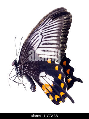 Une femme papillon Papilio polytes, Mormon Banque D'Images